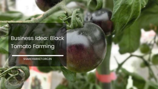 Black Tomato Farming