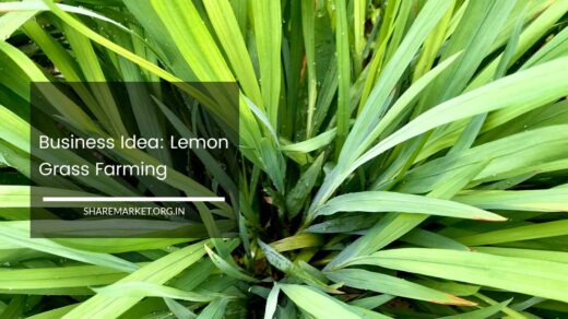 Lemon Grass Farming