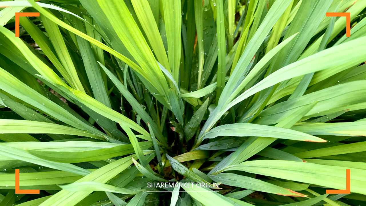 Lemon Grass Farming